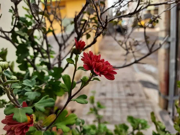 Close Uma Bela Flor Crisântemo Cor Vermelha Marrom Pote Com — Fotografia de Stock