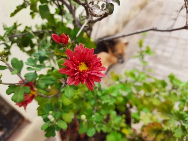 緑の葉を持つ鍋に美しい赤や月の色菊の花の閉鎖 — ストック写真