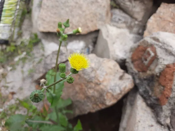 岩の背景に若い花の芽を持つ美しい黄色のタンポポやKaadu Sevanthigeの閉鎖 — ストック写真