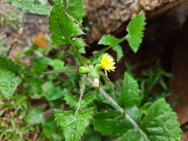 Genç çiçek tomurcukları olan güzel sarı Hint karahindiba çiçeğinin yakın çekimi, dal üzerinde oturan ev sineği.
