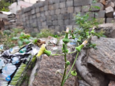 Genç çiçek tomurcukları olan güzel sarı Hint karahindiba çiçeğinin yakın çekimi, dal üzerinde oturan ev sineği.