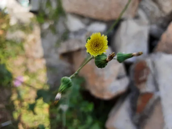 若い花の芽を持つ美しい黄色のインドのタンポポの花の閉鎖 家は枝に座って飛ぶ — ストック写真