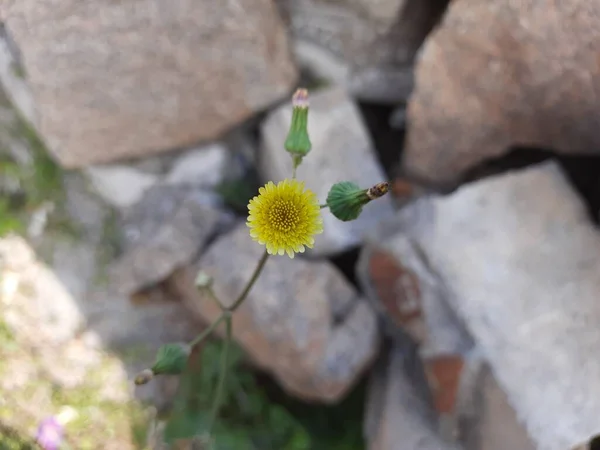 若い花の芽を持つ美しい黄色のインドのタンポポの花の閉鎖 家は枝に座って飛ぶ — ストック写真