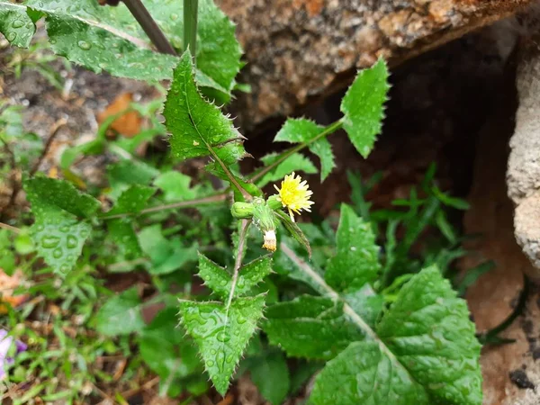 Genç Çiçek Tomurcukları Olan Güzel Sarı Hint Karahindiba Çiçeğinin Yakın — Stok fotoğraf