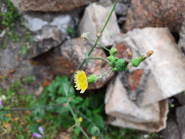 若い花の芽を持つ美しい黄色のインドのタンポポの花の閉鎖 家は枝に座って飛ぶ — ストック写真