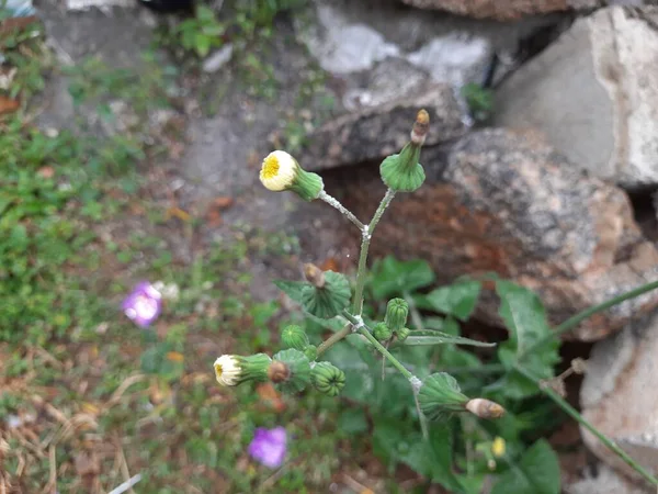 若い花の芽を持つ美しい黄色のインドのタンポポの花の閉鎖 家は枝に座って飛ぶ — ストック写真