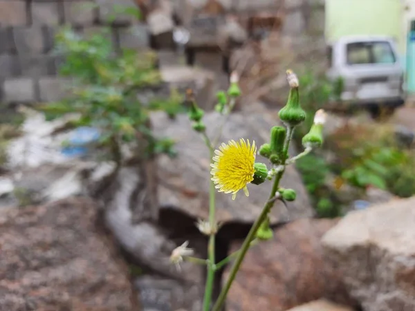 Primer Plano Hermoso Color Amarillo Flor Diente León Indio Con —  Fotos de Stock