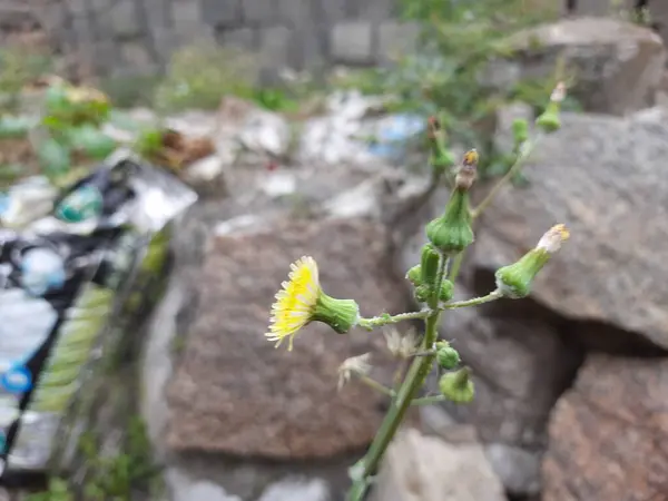Zbliżenie Piękny Żółty Kolor Indyjski Mniszek Lekarski Kwiat Młody Pąki — Zdjęcie stockowe