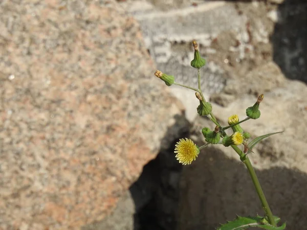 若い花の芽を持つ美しい黄色のインドのタンポポの花の閉鎖 家は枝に座って飛ぶ — ストック写真