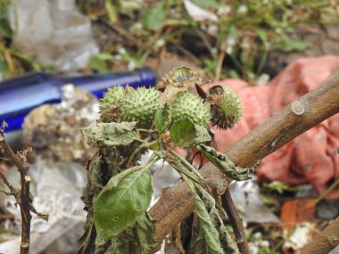 Karnataka 'da kış mevsiminde yakalanan Thorn Apple veya Datura Inoxia Kuru ve Taze Meyve