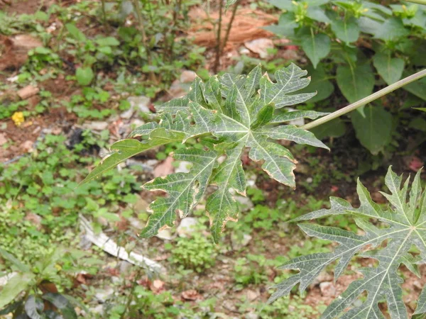 Primer Plano Las Hojas Plantas Papaya India Papaya Crecen Jardín — Foto de Stock