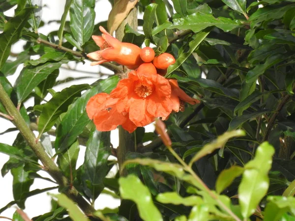 Närbild Vackra Orange Färg Granatäpple Växt Blomma Med Gröna Blad — Stockfoto