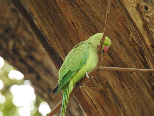 Primo Piano Del Bellissimo Pappagallo Verde Indiano Seduto Sopra Piccolo — Foto Stock