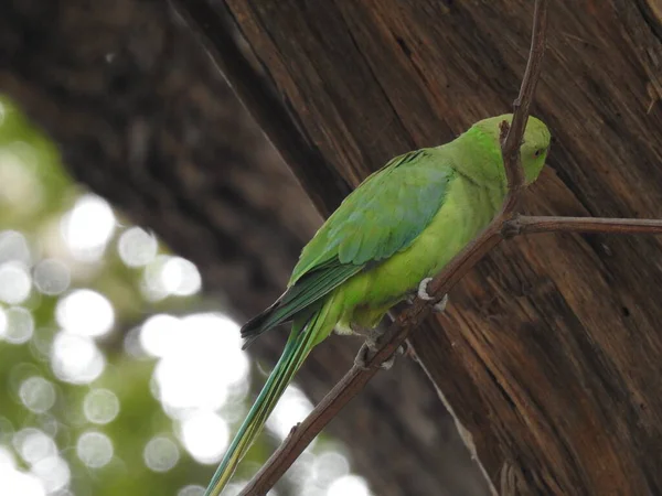 Close Belo Papagaio Verde Indiano Sentado Acima Pequeno Pau Ramo — Fotografia de Stock