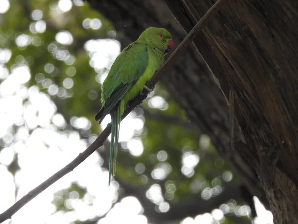 Closeup Beautiful Indian Green Parrot Sitting Small Stick Branch Tree — Stock Photo, Image