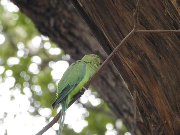 Primo Piano Del Bellissimo Pappagallo Verde Indiano Seduto Sopra Piccolo — Foto Stock