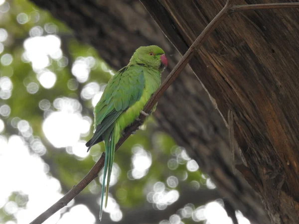 Close Belo Papagaio Verde Indiano Sentado Acima Pequeno Pau Ramo — Fotografia de Stock