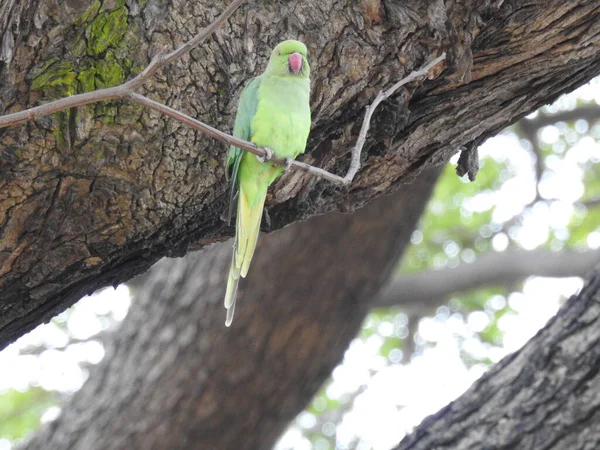 Närbild Vackra Indiska Gröna Papegoja Sitter Ovanför Den Lilla Piska — Stockfoto