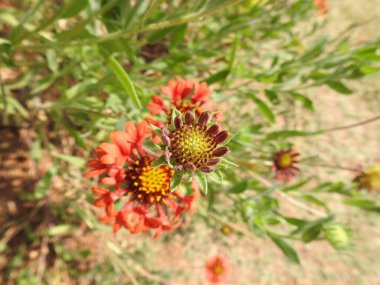 Yeşil bir arka planda güzel bir kızılderili çiçeğine yakın plan.