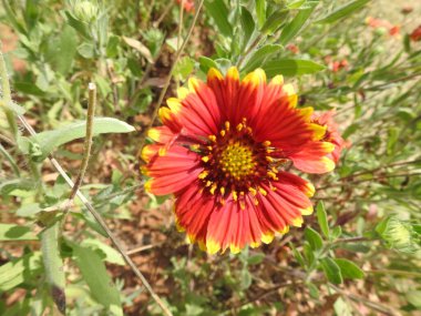 Yeşil bir arka planda güzel bir kızılderili çiçeğine yakın plan.