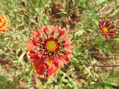 Yeşil bir arka planda güzel bir kızılderili çiçeğine yakın plan.