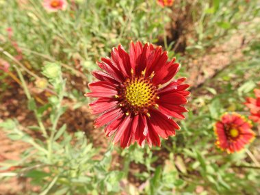 Yeşil bir arka planda güzel bir kızılderili çiçeğine yakın plan.