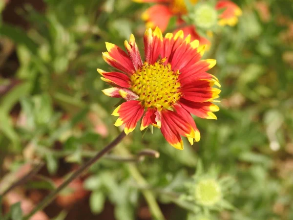 Yeşil Bir Arka Planda Güzel Bir Kızılderili Çiçeğine Yakın Plan — Stok fotoğraf