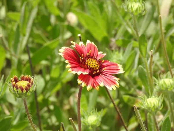 Primer Plano Hermosa Flor Manta India Fondo Naturaleza Verde —  Fotos de Stock