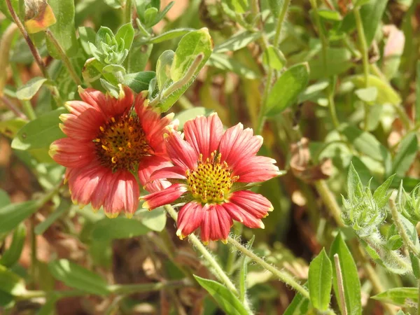 Primer Plano Hermosa Flor Manta India Fondo Naturaleza Verde —  Fotos de Stock