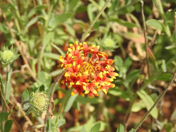 Nahaufnahme Von Schönen Indischen Decke Blume Einer Grünen Natur Hintergrund — Stockfoto