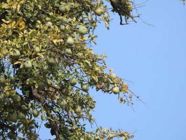 Hindistan 'ın Andhra Pradesh eyaletindeki Lepakshi' de bulunan güzel Veerabhadra Hindu tapınağına yakın plan