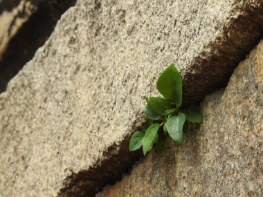 Hindistan 'ın Andhra Pradesh eyaletindeki Lepakshi' de bulunan güzel Veerabhadra Hindu tapınağına yakın plan