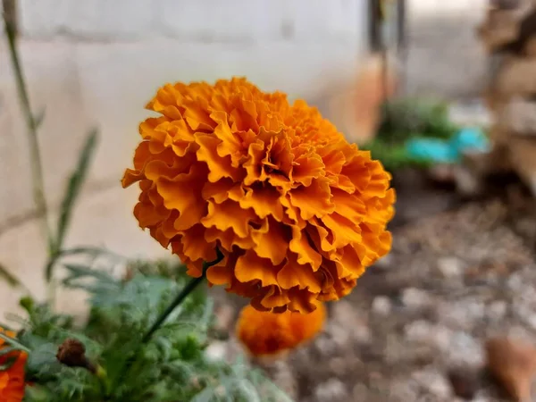 庭で美しいオレンジカラーマリーゴールドの花 タゲテス エクタ メキシコ アステカまたはアフリカのマリーゴールドの閉鎖 — ストック写真