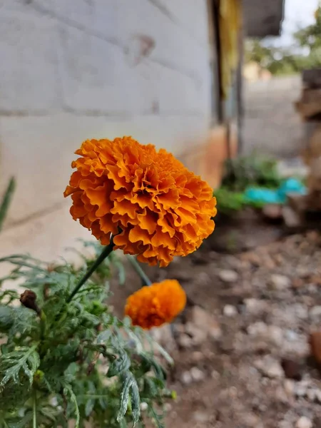 庭で美しいオレンジカラーマリーゴールドの花 タゲテス エクタ メキシコ アステカまたはアフリカのマリーゴールドの閉鎖 — ストック写真