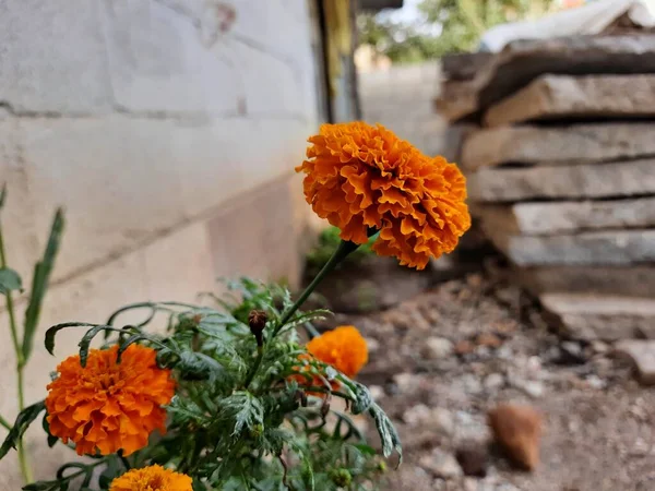 园中有美丽的橙红色万寿菊花 直立花斑 墨西哥 阿兹特克或非洲万寿菊 — 图库照片