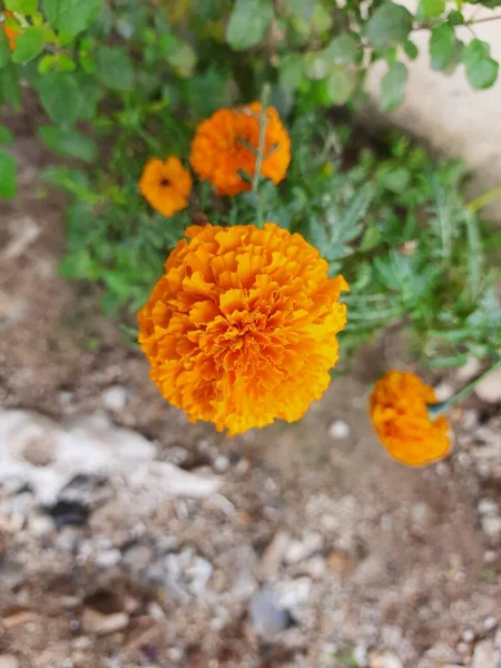 Bahçedeki Güzel Turuncu Marigold Çiçeği Tagetes Erekta Meksika Aztek Afrika — Stok fotoğraf