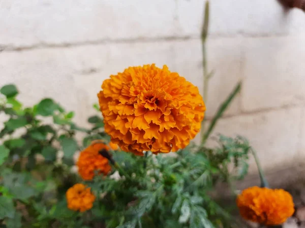 Closeup Beautiful Orange Color Marigold Flower Tagetes Erecta Mexican Aztec — Stock Photo, Image