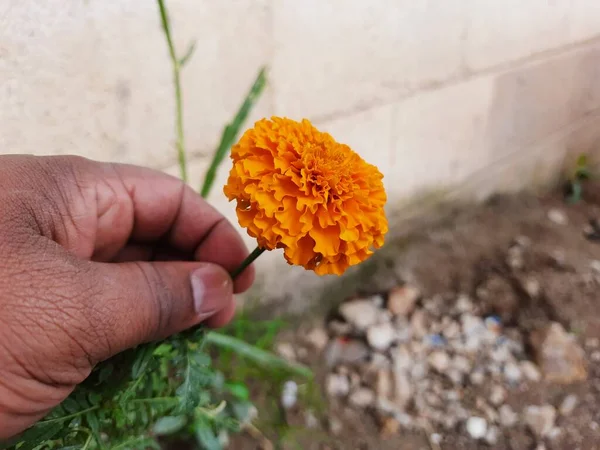 Close Beautiful Orange Color Marigold Flower Tagetes Erecta Mexican Aztec — стоковое фото