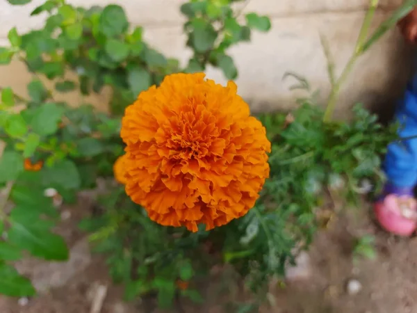 Bahçedeki Güzel Turuncu Marigold Çiçeği Tagetes Erekta Meksika Aztek Afrika — Stok fotoğraf