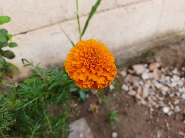 Närbild Vackra Orange Color Marigold Blomma Tagetes Erecta Mexikanska Aztekiska — Stockfoto