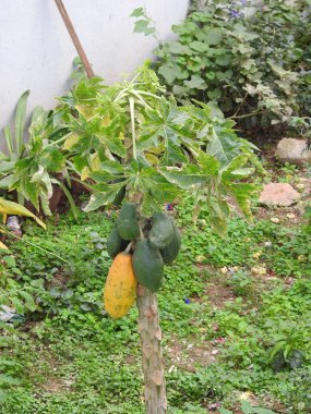 Çiftlikteki papaya ağacındaki güzel Papaya meyvesine yakın çekim