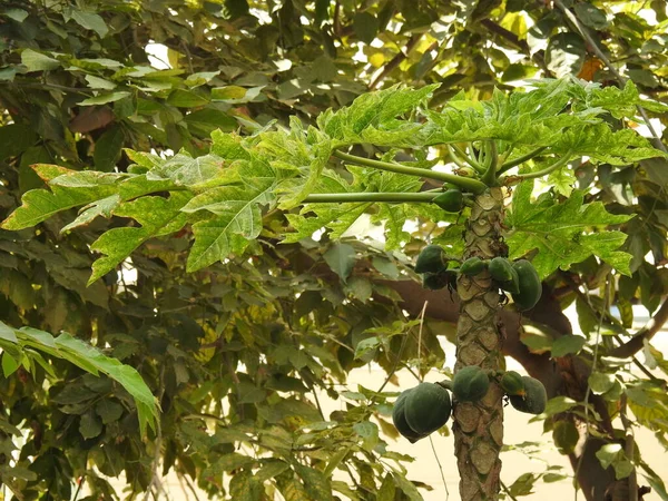 Çiftlikteki Papaya Ağacındaki Güzel Papaya Meyvesine Yakın Çekim — Stok fotoğraf
