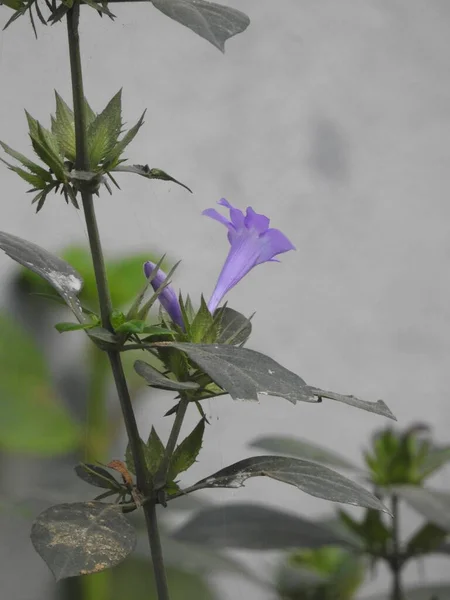 Closeup Bela Spatika Barleria Cristata Cor Violeta Flor Uma Planta — Fotografia de Stock