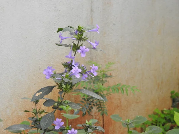 Крупный План Красивой Spatika Barleria Cristata Фиолетовый Цветок Растении Листьями — стоковое фото