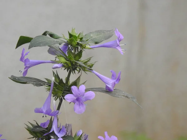 美しいSpatikaまたはBarleria Cristataの閉鎖白い背景に孤立した葉を持つ植物の紫色の花 — ストック写真