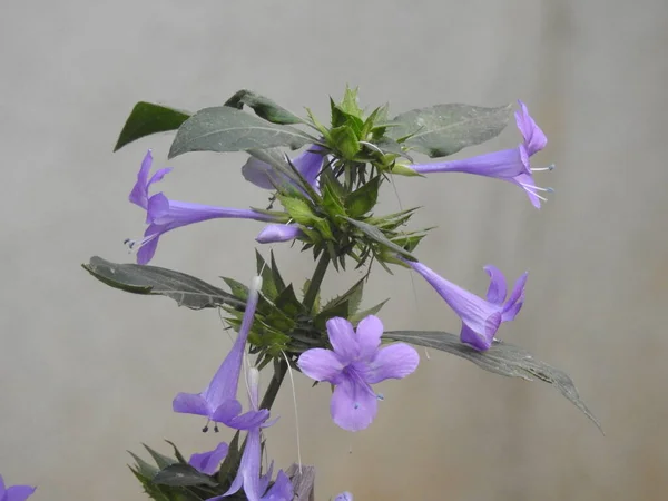 Closeup Bela Spatika Barleria Cristata Cor Violeta Flor Uma Planta — Fotografia de Stock