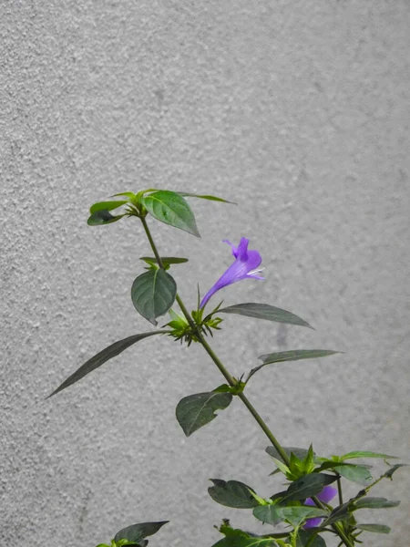 美しいSpatikaまたはBarleria Cristataの閉鎖白い背景に孤立した葉を持つ植物の紫色の花 — ストック写真