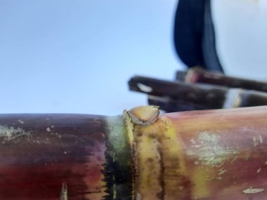 Siyah ve kahverengi renkli şeker kamışı parçaları siyah ve beyaz arkaplanda izole edilmiş.