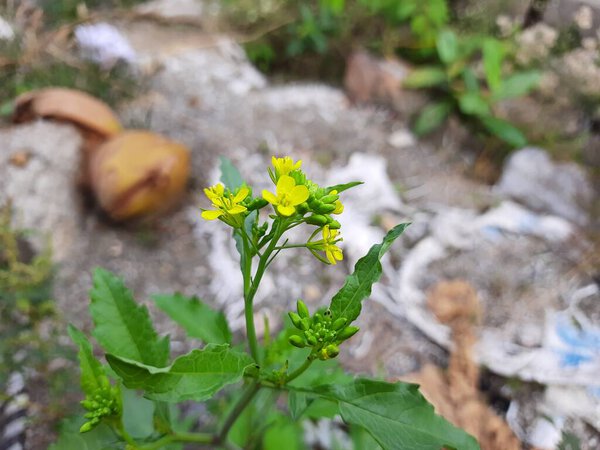 Closeup of beautiful Mustard flower Sinapis Aiba yellow flowers and plant in a nature Background. Hedge mustard or sisymbrium officinale is an old cultivation and medicinal plant.