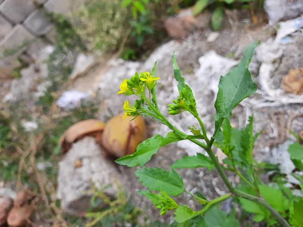 Primer Plano Hermosa Flor Mostaza Sinapis Aiba Flores Amarillas Planta — Foto de Stock